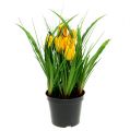Floristik24 Tulipán cserépben sárga 30cm
