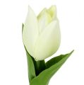 Floristik24 Tavaszi dekoráció, műtulipán, selyemvirág, dekor tulipán zöld/krém 12 db