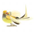 Floristik24 Bird on clip narancs 14cm 8db