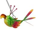 Floristik24 Akasztható madár zöld, rózsaszín, narancssárga 18,5 cm