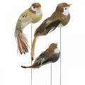 Floristik24 Tavaszi dekoráció, mini madarak, díszmadarak drótbarna, bézs H2,5cm 24db