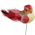 Floristik24 Rugós, dróton madár, színes virágdugók H2,5cm 24db