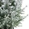 Floristik24 Műboróka cserépben havas műnövény H47cm