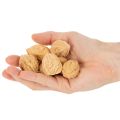 Dió díszítéshez, natúr termék, 3-4 cm, 300g | Floristik24.hu