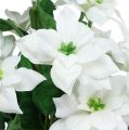 Floristik24 Mikulásvirág csokor fehér L45cm