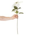 Műfehér mikulásvirág, nagy virágú ágdísz, 65 cm, 2 darab | Floristik24.hu