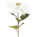 Műfehér mikulásvirág, nagy virágú ágdísz, 65 cm, 2 darab | Floristik24.hu