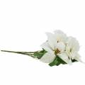Floristik24 Mikulásvirág csokor fehér 52cm