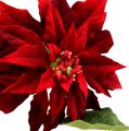 Floristik24 Karácsonyi csillag piros 70cm