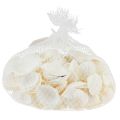 Floristik24 Fehér héjú dekoratív kagylók krém fehér 2-3,5cm 300g