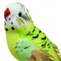 Floristik24 Budgie on clip zöld 13cm 6db