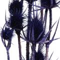 Vad teasel Szárított virágok Teasel Bogáncs Lila 55cm 10 fej | Floristik24.hu