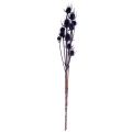 Vad teasel Szárított virágok Teasel Bogáncs Lila 55cm 10 fej | Floristik24.hu