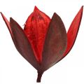 Floristik24 Vadliliom piros natúr díszítésű szárított virágok 6-8cm 50db