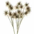 Floristik24 Xanthium művirág őszi dekoráció 6 virágos krém, barna 80cm 3db