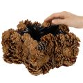 Fenyőtoboz virágcserép, csillag alakú, 30 cm | Floristik24.hu