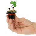 Szerencsefigura lóhere és bogár cilinderben, 7cm, 3 darab | Floristik24.hu