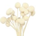 Floristik24 Craspedia szárított alsócomb krém 45-55cm 20 db