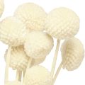 Craspedia szárított alsócomb krém 45-55cm 20 db | Floristik24.hu