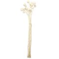 Craspedia szárított alsócomb krém 45-55cm 20 db | Floristik24.hu