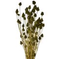 Floristik24 Eperbogáncs szárított dekoráció, olívazöld, Ø1–2cm, H55cm, 100g