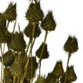 Eperbogáncs szárított dekoráció, olívazöld, Ø1–2cm, H55cm, 100g | Floristik24.hu