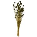 Eperbogáncs szárított dekoráció, olívazöld, Ø1–2cm, H55cm, 100g | Floristik24.hu