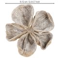 Landlotus fehérre mosott 6-12cm 50 db | Floristik24.hu