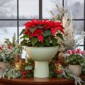 Tál növénytartóval, dísztál, 25cm | Floristik24.hu